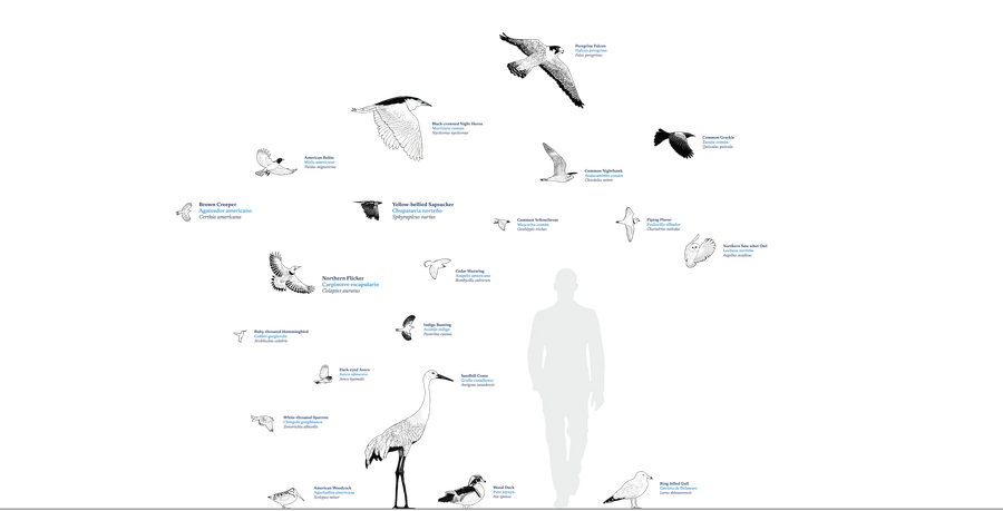 CAC Flyway City 260615 BIRDS 1 AH