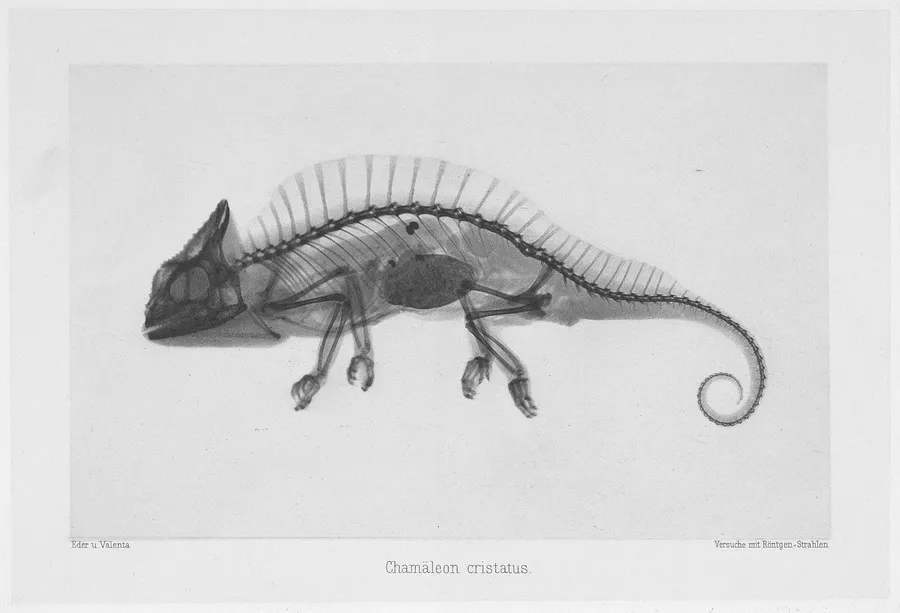 1600px Chamäleon cristatus MET DP262479